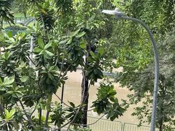 Blk 9 Di Tanjong Rhu (Kallang/Whampoa), HDB 2 Rooms #591846131